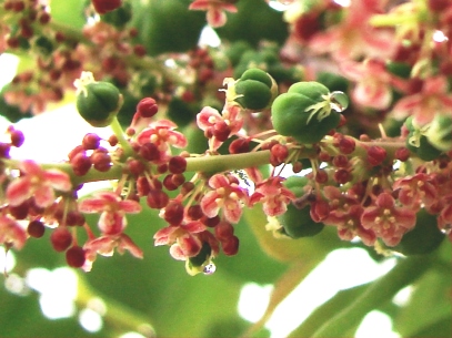 معرفی و راهنمای پرورش درختان میوه - انگور تاهیتی